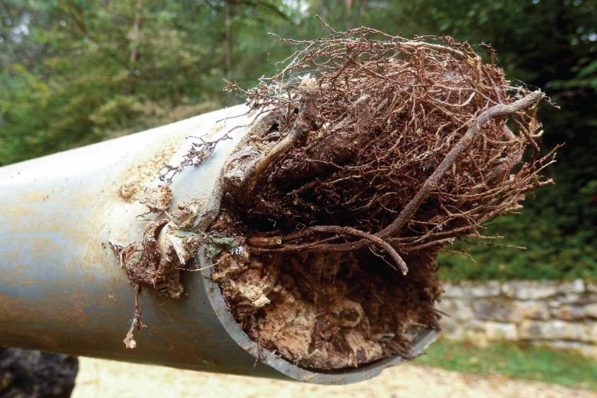 Scope Root in Drain