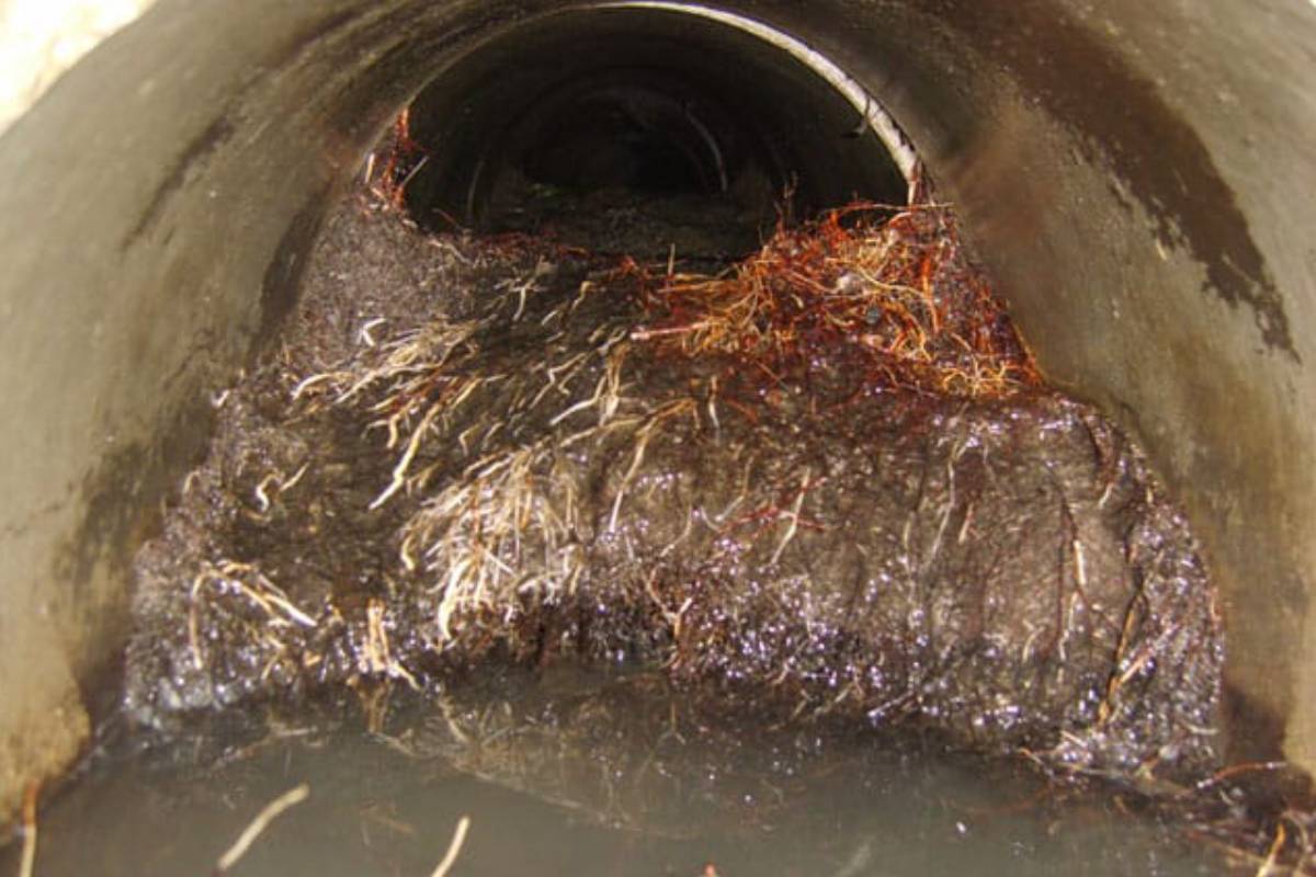 Scope Root in Drain